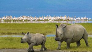 Safari Splendors: A Journey through Kenya's Wilderness and Coastal Beauty